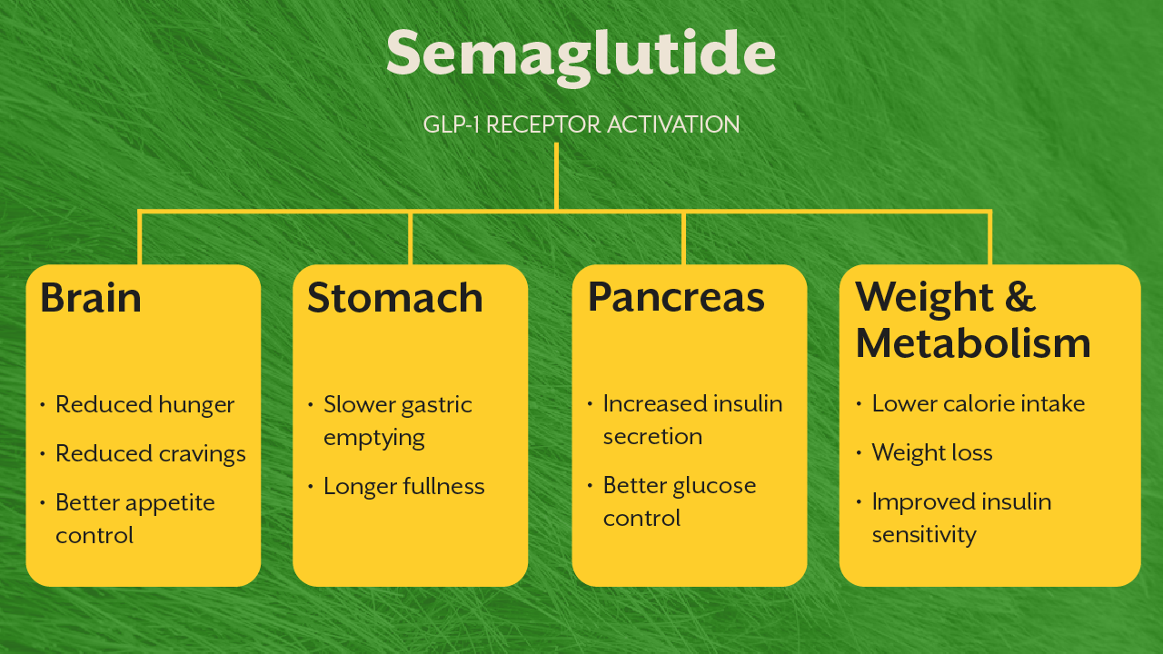 How Semaglutide Works Inside the Body