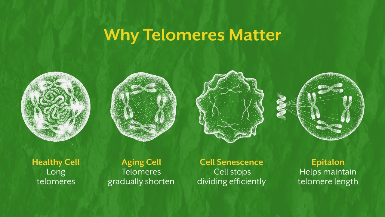 Why Telomeres Matter