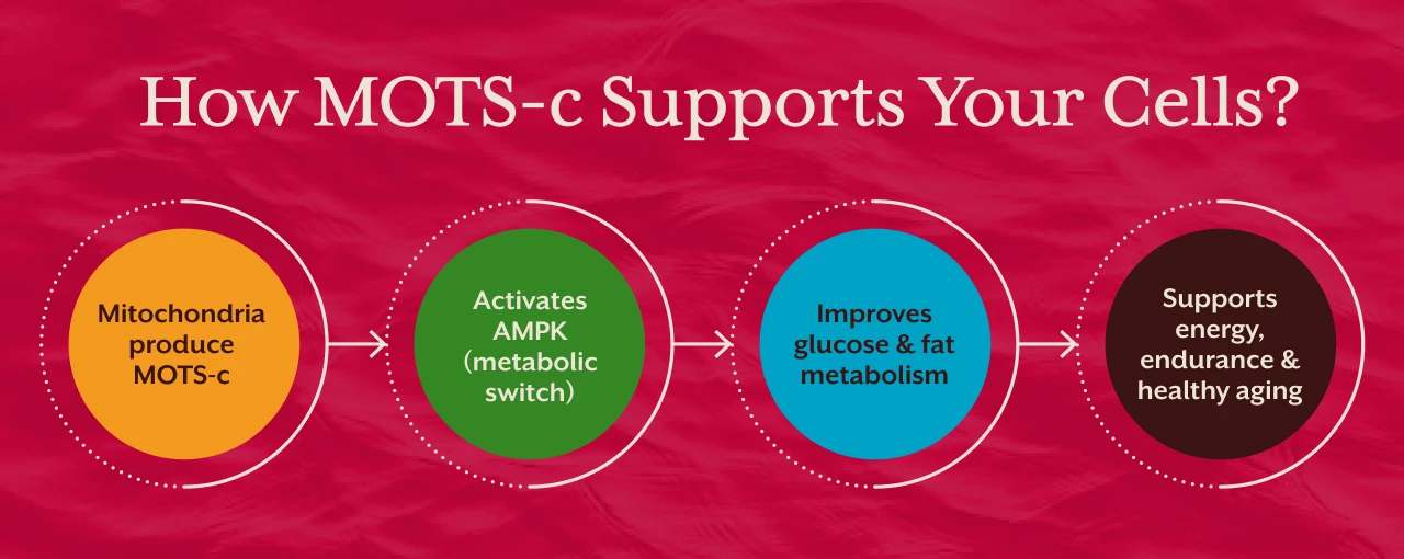 How MOTS c Supports Your Cells