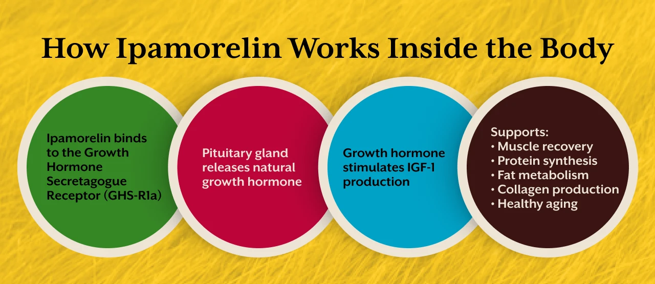 How Ipamorelin Works Inside the Body