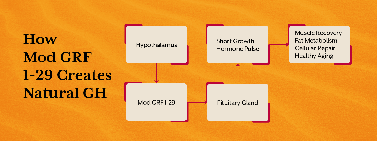 GHK-Cu Peptide