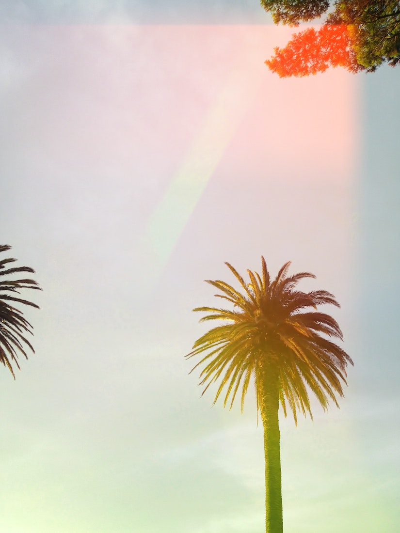 Palms in the sunset