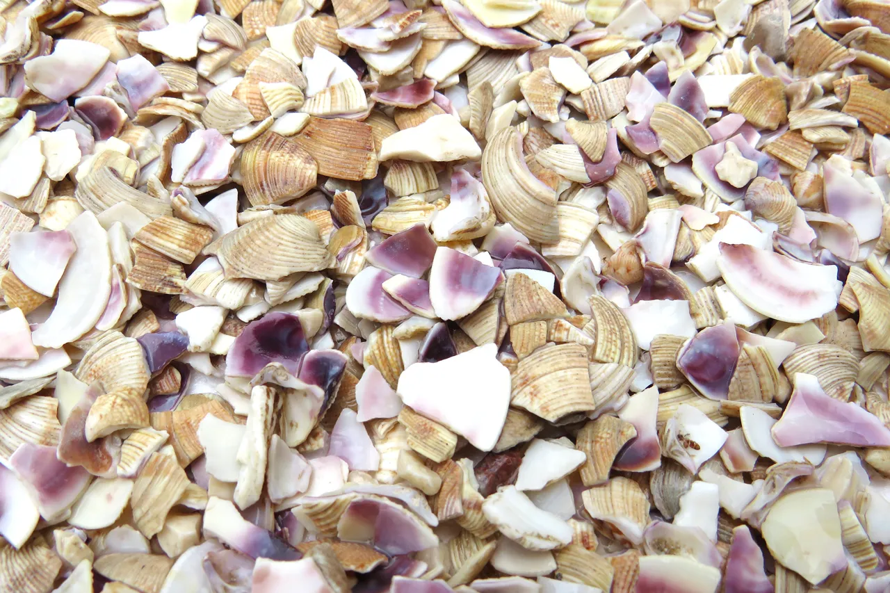 mistura de conchas de ostra e mexilhão para soluções de terrazzo / oyster and mussel mixture for terrazzo solutions.

