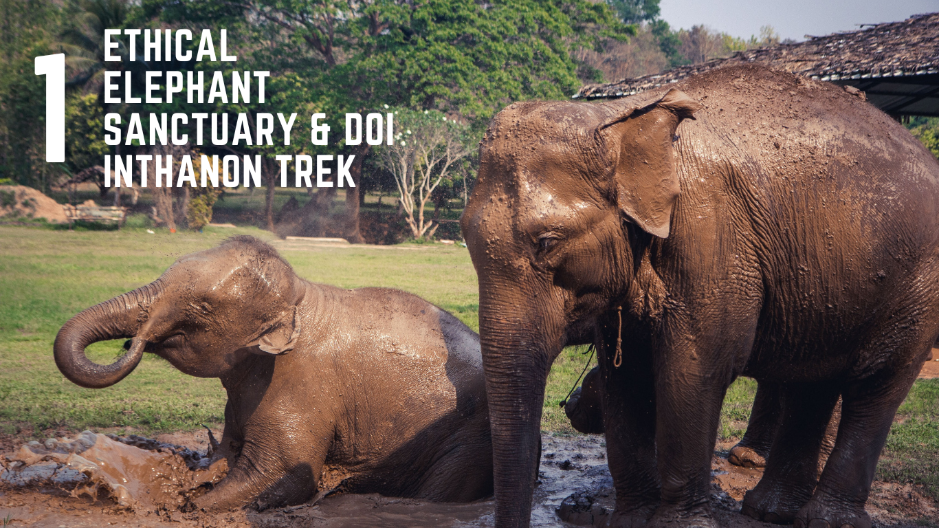 Elephant Sanctuary and Doi Inthanon Trek in North Thailand