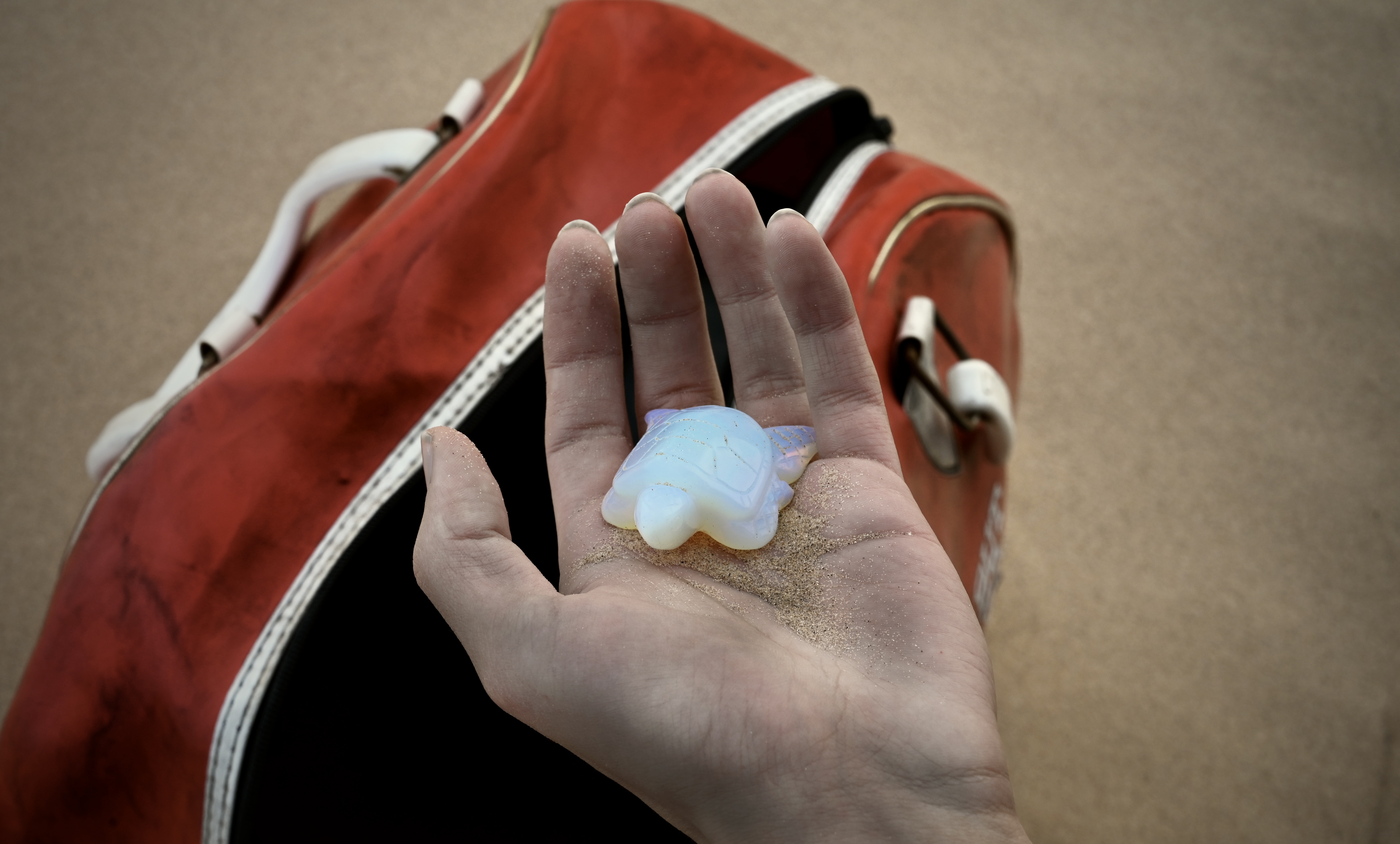 The Sköldpadda, scrimshaw turtle