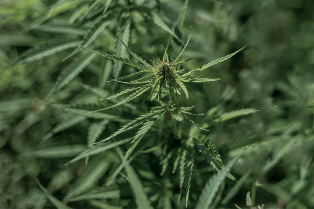 Close-up photo of hemp leaves