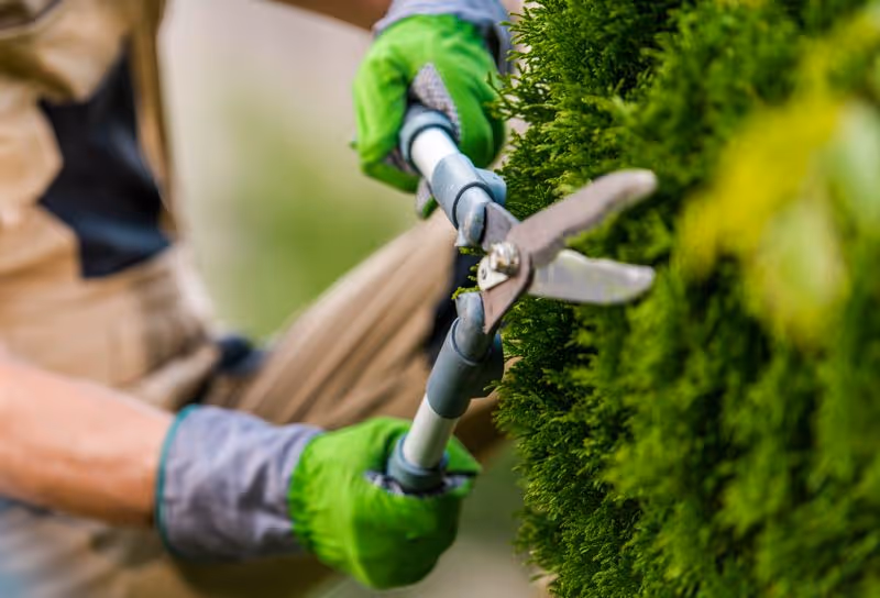 Professionelle Gartenarbeiten von Lieven Services: Hecke schneiden, Rasenmähen, Baumfällung, Sträucher schneiden.