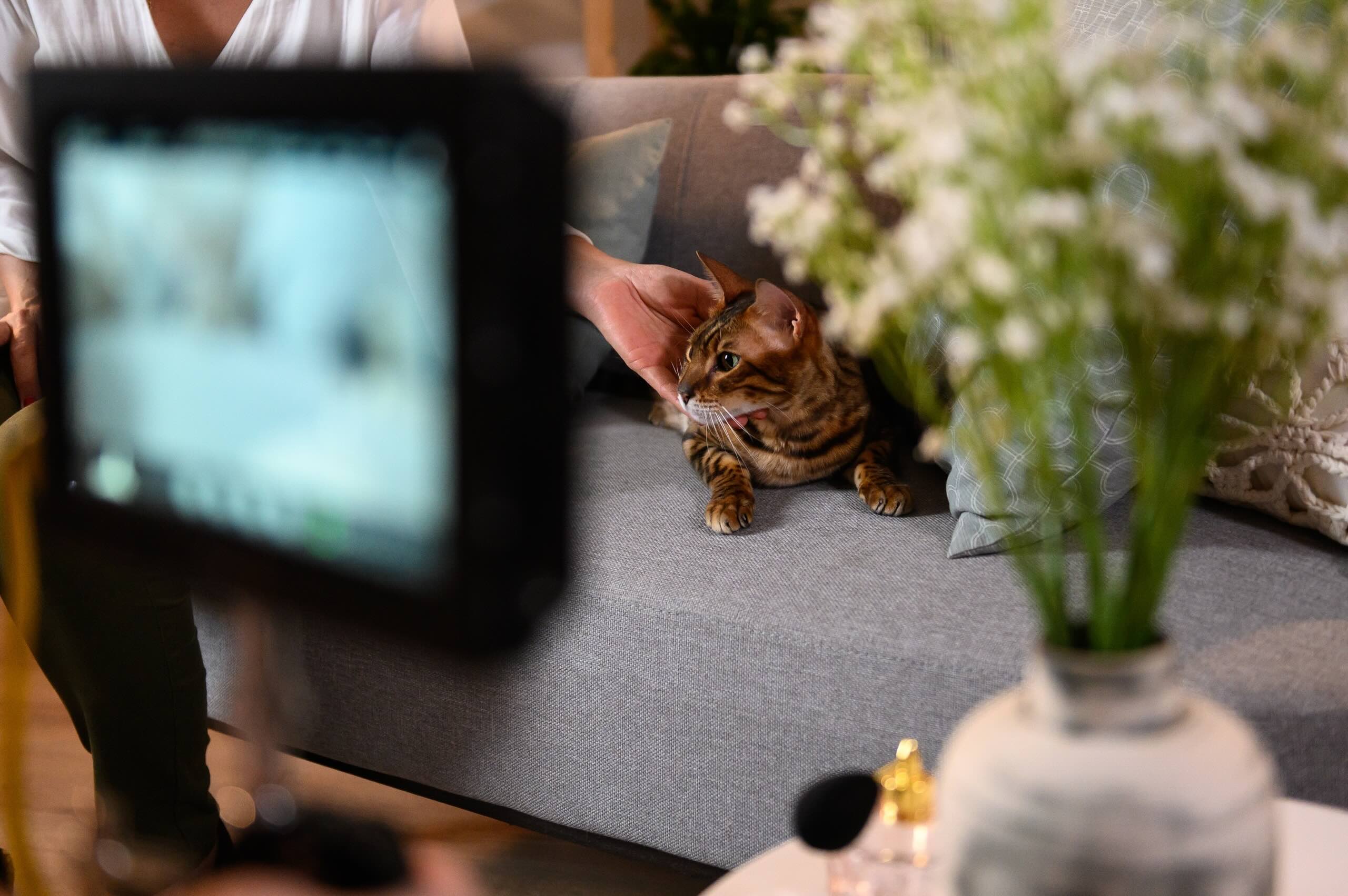 Product Video Production Case Study: Six Brand Films, Six Animals, One Day