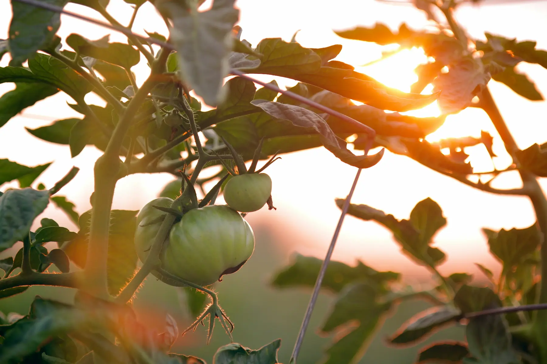 tomato plant at sunset