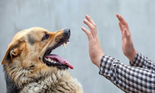 Dog attacking a person