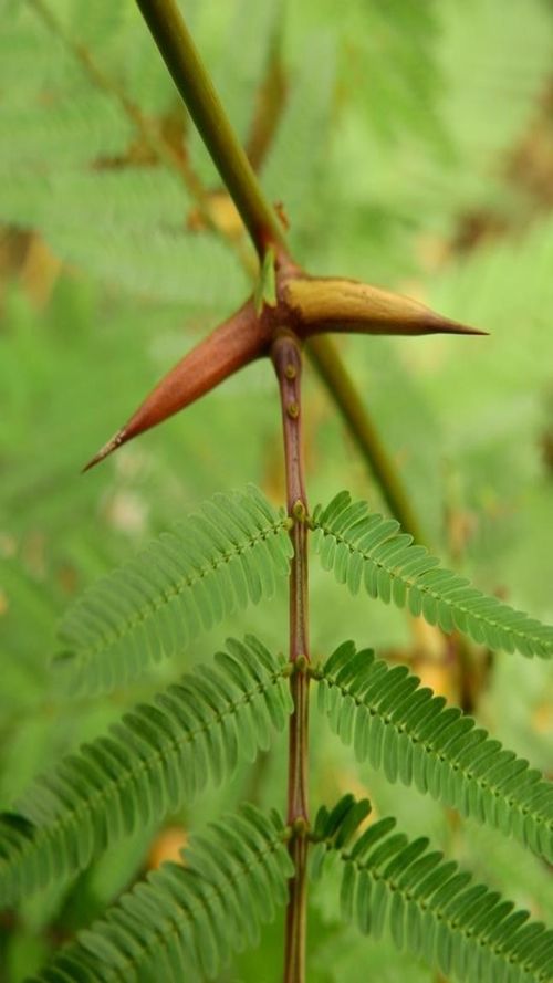 Acacia hindsii Bentham