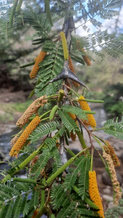 Acacia hindsii Bentham