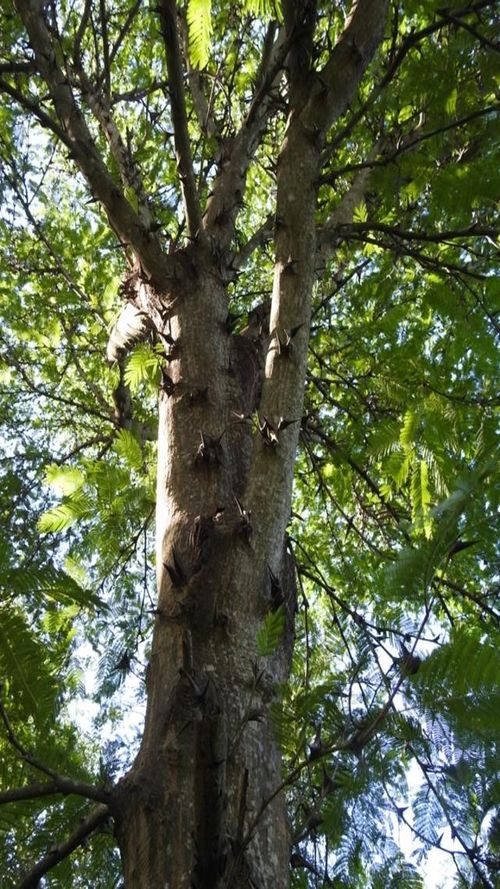 Acacia hindsii Bentham