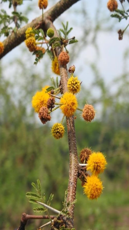 Acacia pennatula