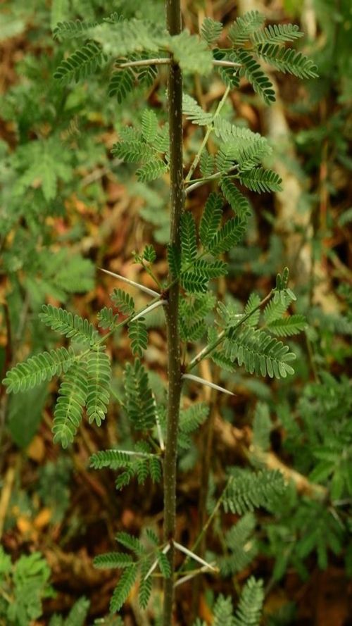 Acacia pennatula