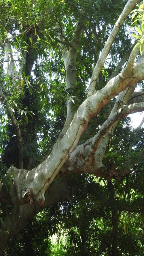 Ficus insipida