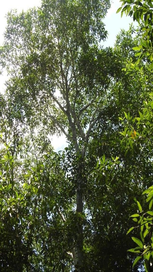 Ficus insipida