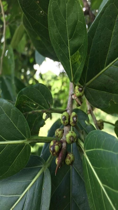 Ficus ovalis (Liebm.) Miq.