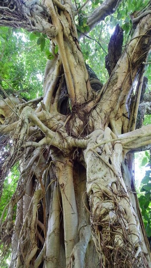 Ficus ovalis (Liebm.) Miq.