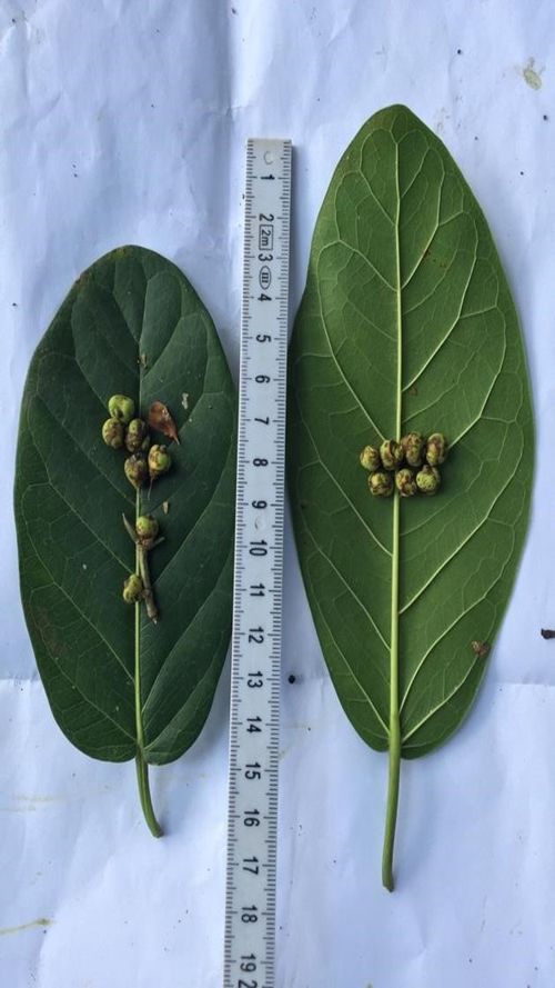 Ficus ovalis (Liebm.) Miq.