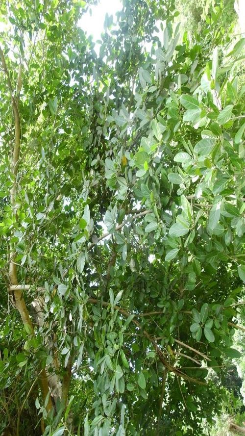 Ficus ovalis (Liebm.) Miq.