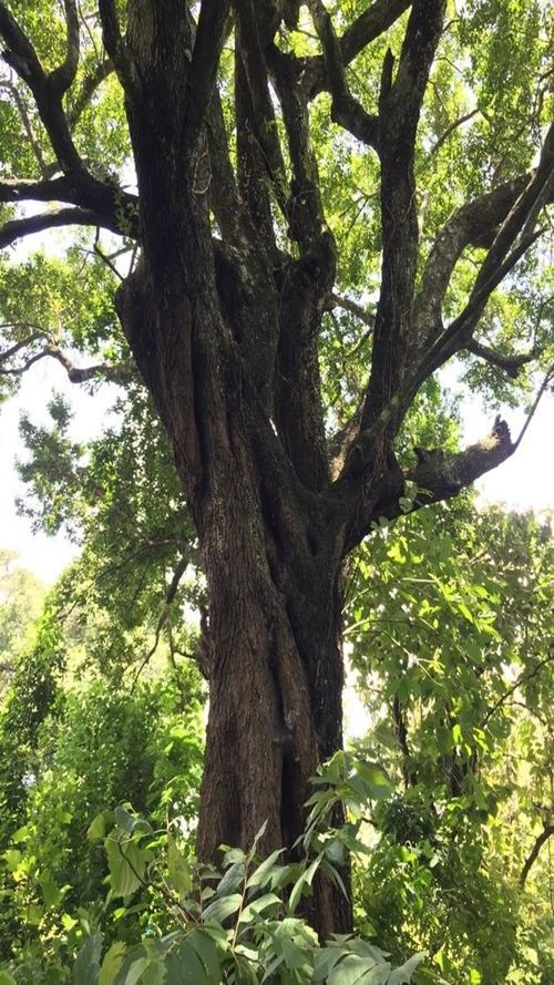 Sideroxylon salicifolium (L.) Lam.