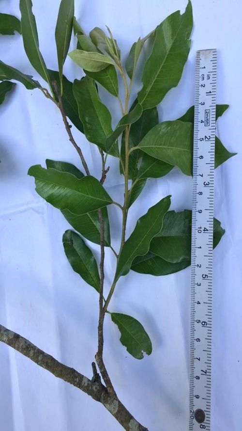 Sideroxylon salicifolium (L.) Lam.