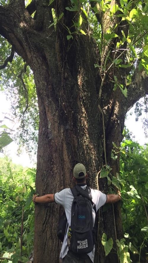 Sideroxylon salicifolium (L.) Lam.