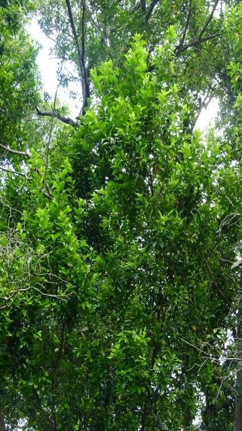 Sideroxylon salicifolium (L.) Lam.