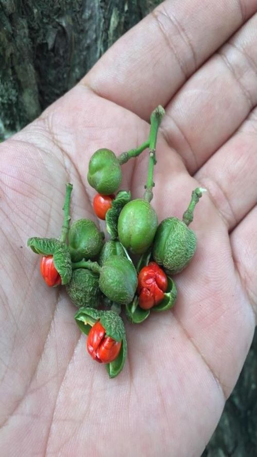 Trichilia havanensis Jacq.