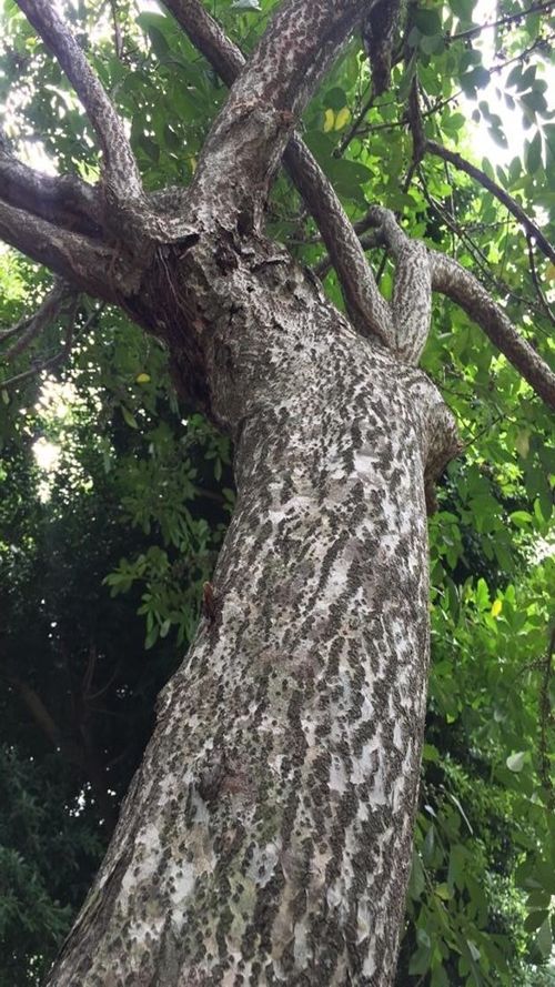 Trichilia havanensis Jacq.