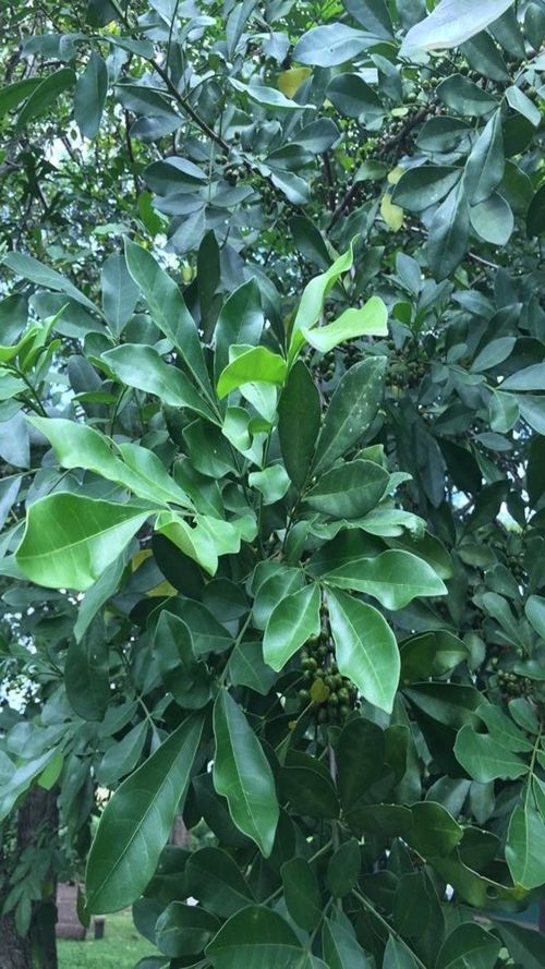 Trichilia havanensis Jacq.