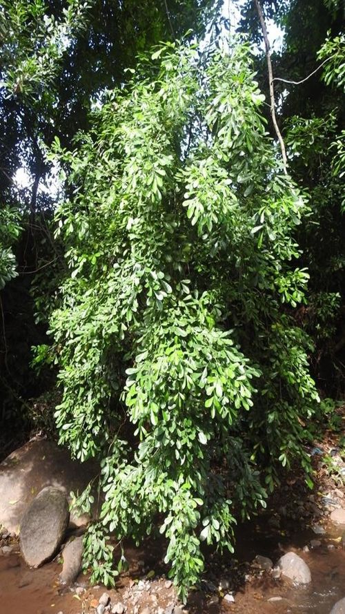 Trichilia havanensis Jacq.