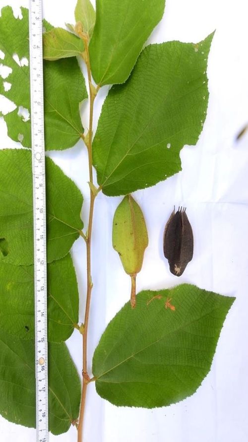 Luehea candida (DC.) mart.