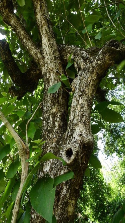 Luehea candida (DC.) mart.