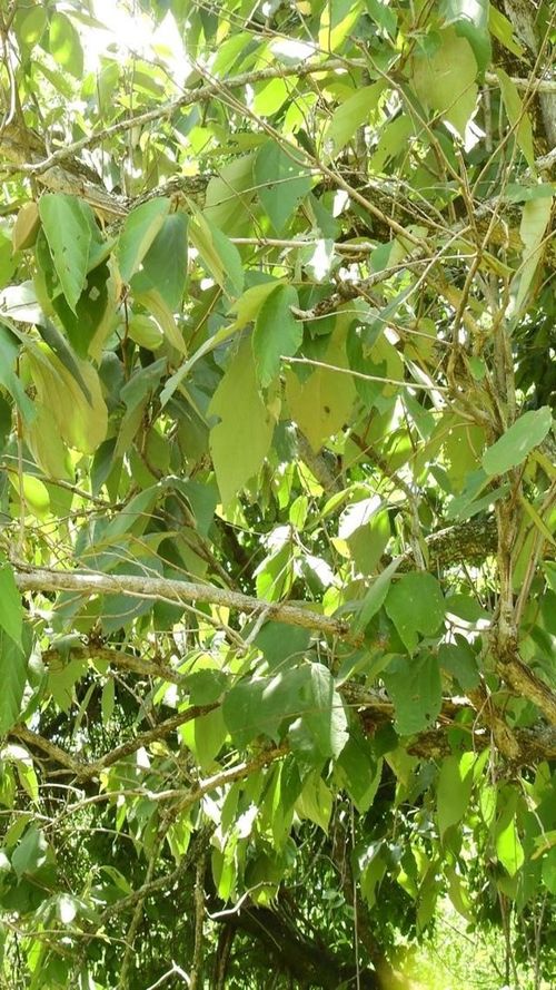 Luehea candida (DC.) mart.