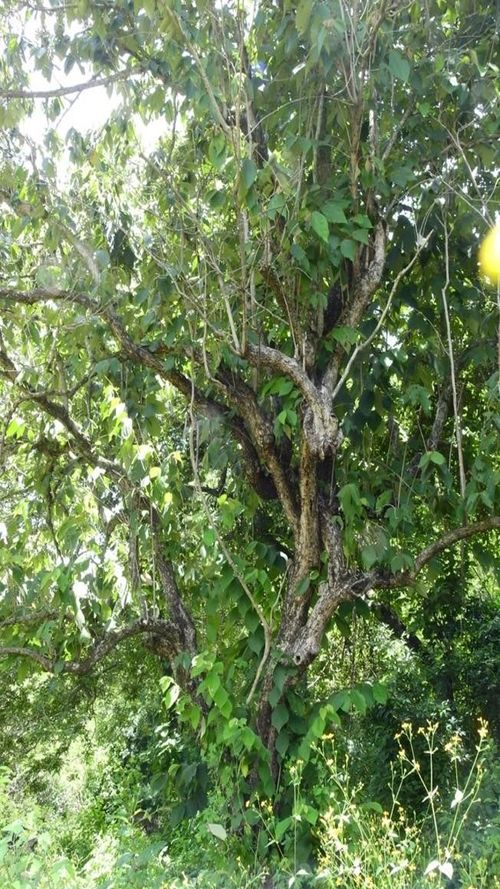 Luehea candida (DC.) mart.