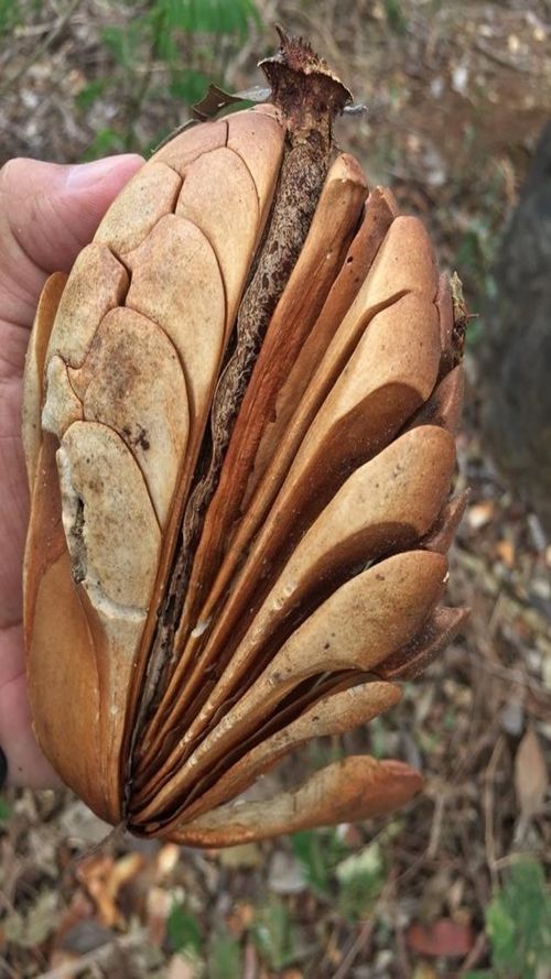 Sweitenia humilis Zucc.