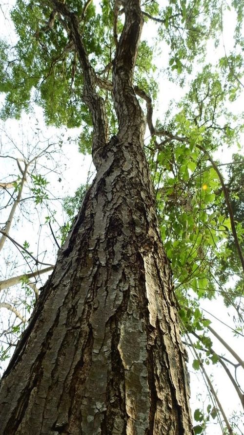 Sweitenia humilis Zucc.