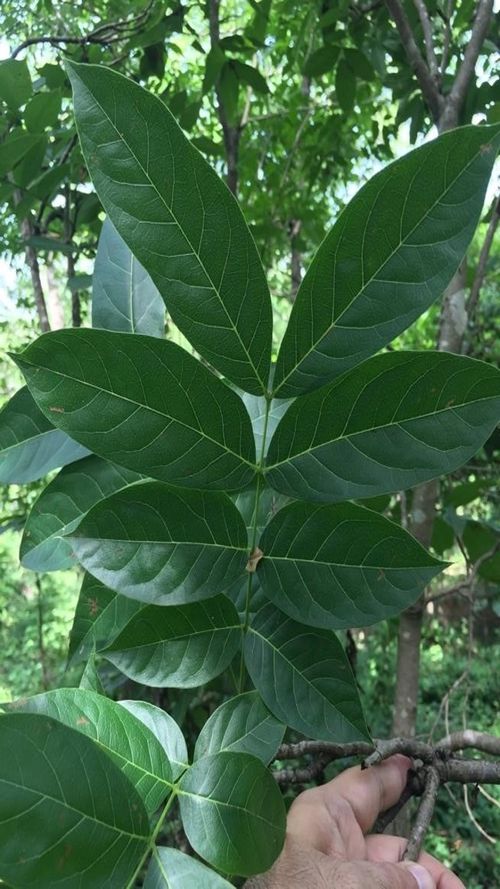 Sweitenia humilis Zucc.