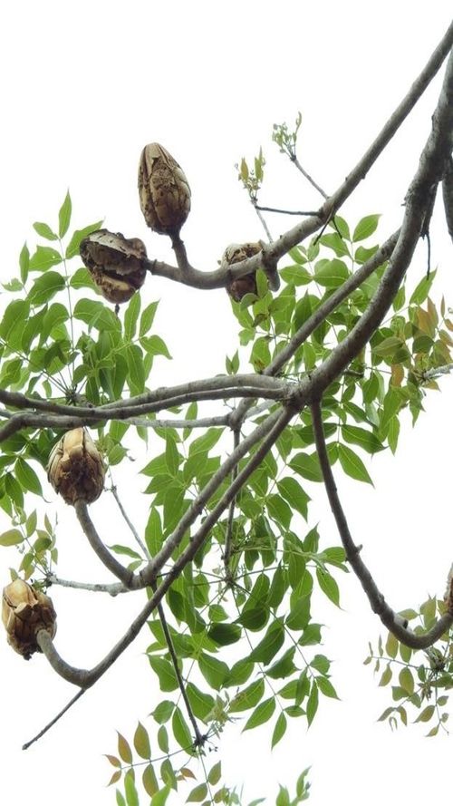 Sweitenia humilis Zucc.