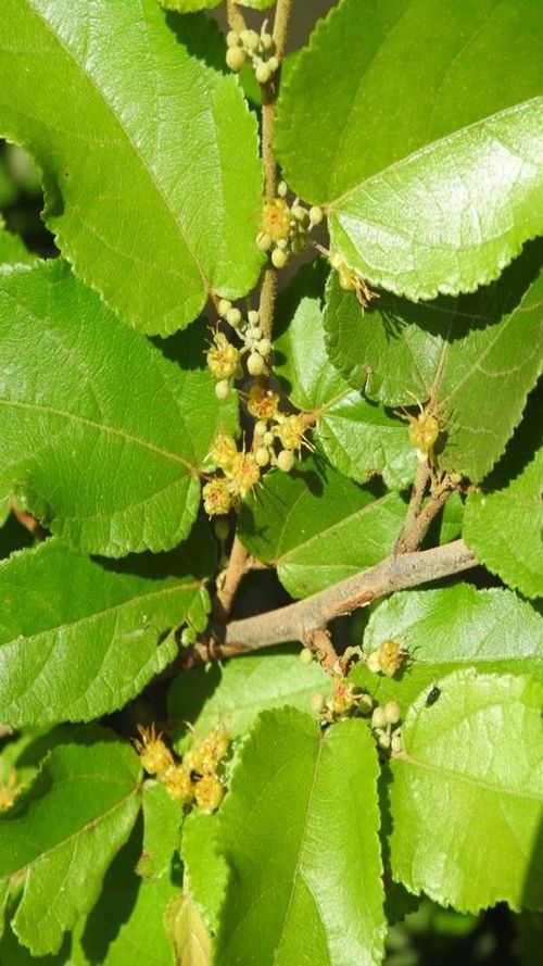 Guazuma ulmifolia Lam