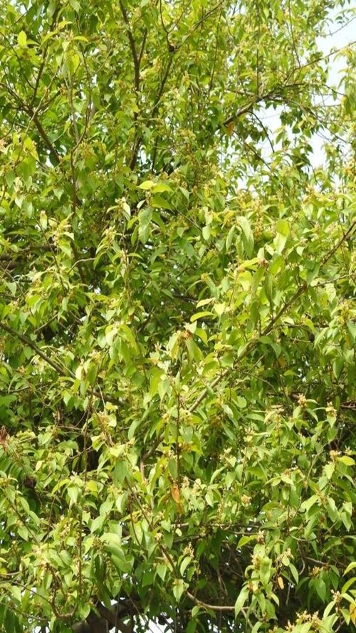 Guazuma ulmifolia Lam