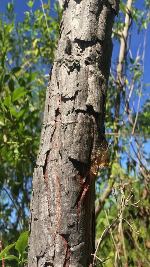 Curatella americana L.