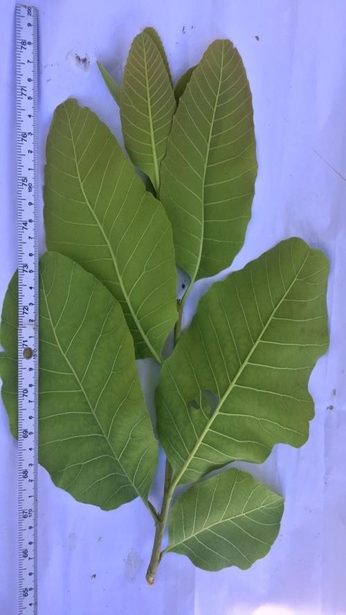 Curatella americana L.