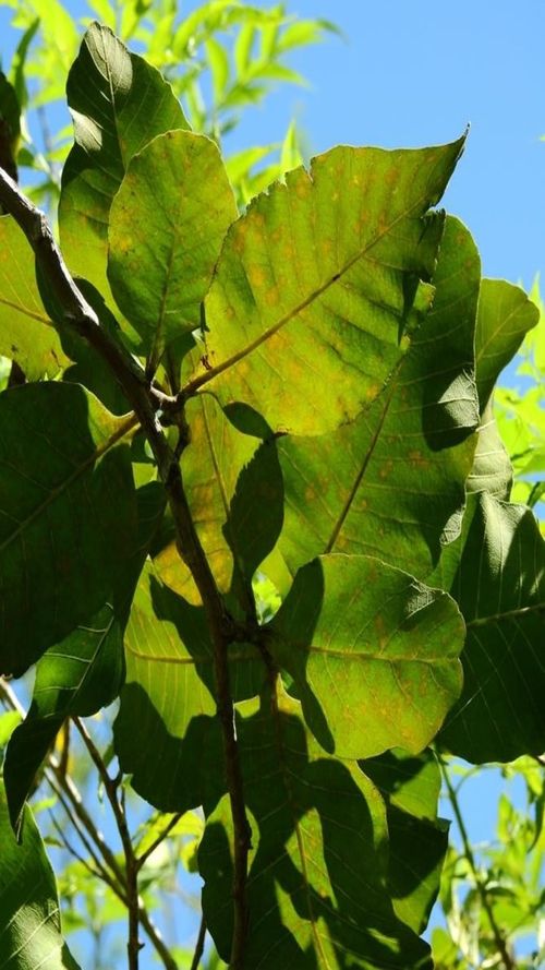 Curatella americana L.