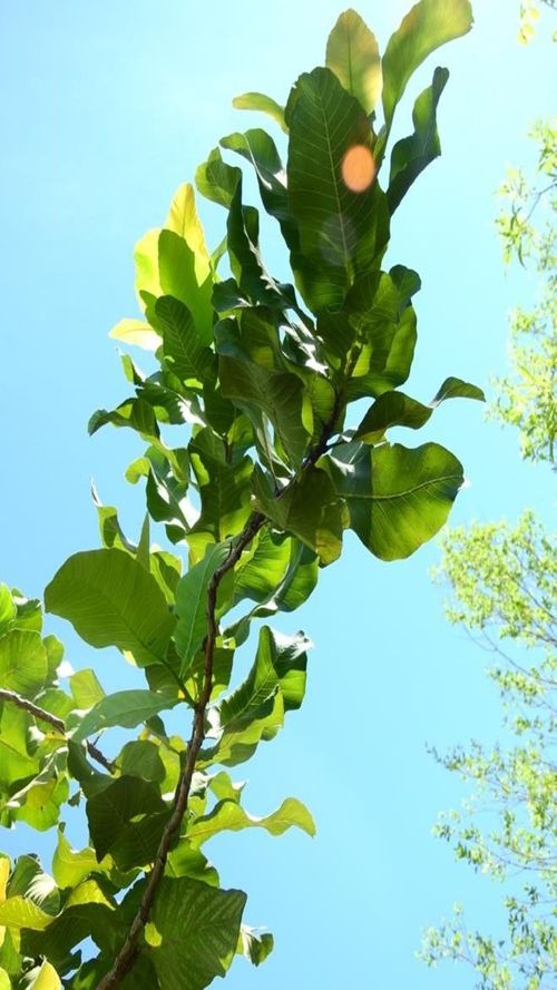 Curatella americana L.