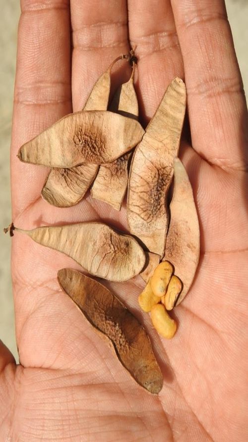 Lonchocarpus minimiflorus Donn. Sm.