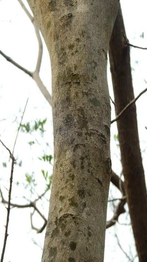 Lonchocarpus minimiflorus Donn. Sm.