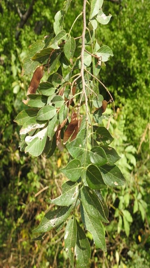 Lonchocarpus minimiflorus Donn. Sm.